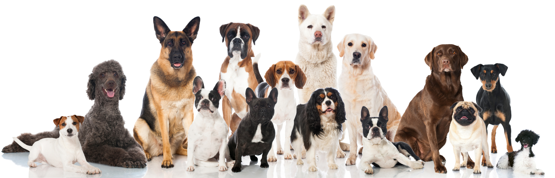 All different dogs top